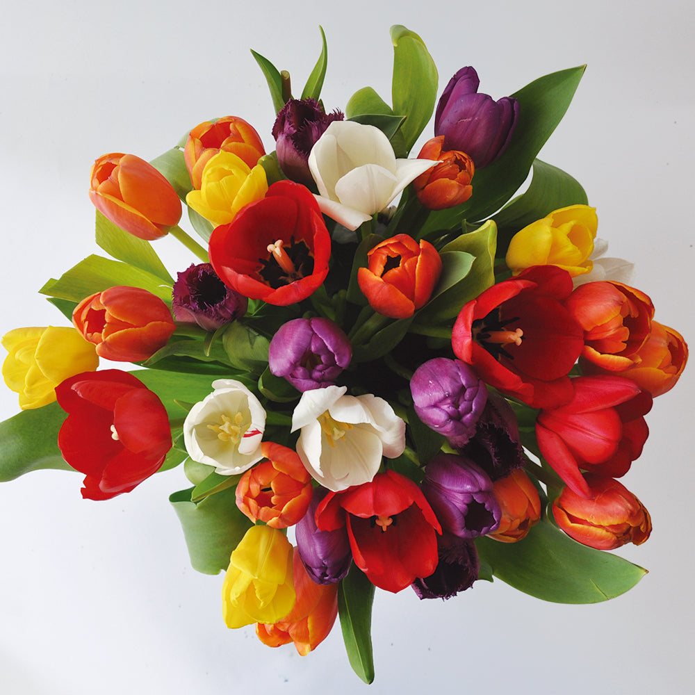 Tulipanes (Naranjos, Blancos, Rosas, Amarillos) Desde 10 unidades en adelante💐