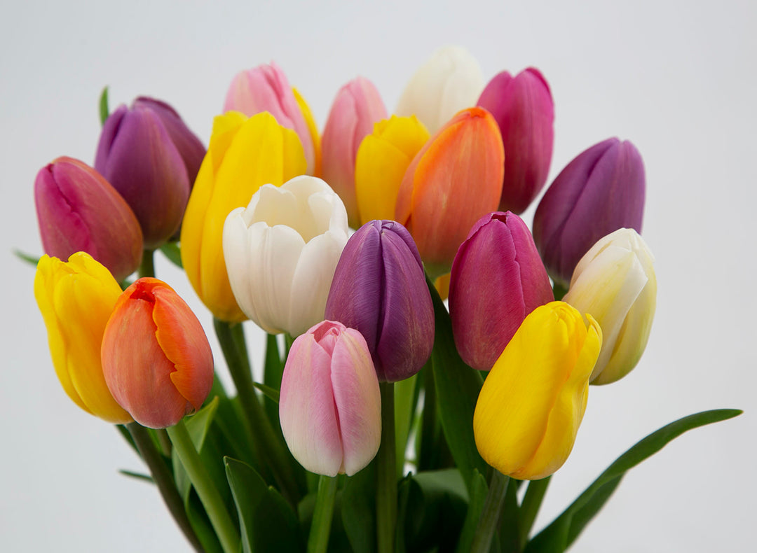 Tulipanes (Naranjos, Blancos, Rosas, Amarillos) Desde 10 unidades en adelante💐