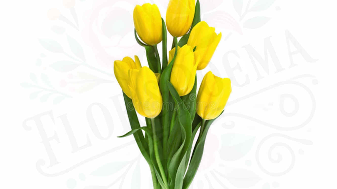 Tulipanes (Naranjos, Blancos, Rosas, Amarillos) Desde 10 unidades en adelante💐