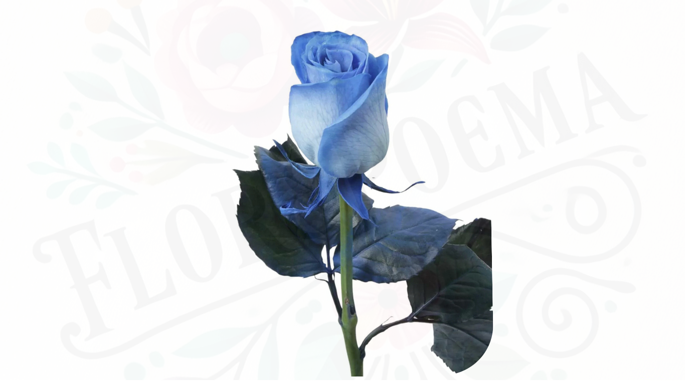 Rosa (Roja, Blanca, Amarilla,Azul,Full color) (precio referencial desde 3 unidades de rosas con papel coreano)
