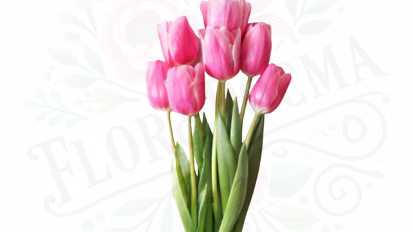 Tulipanes (Naranjos, Blancos, Rosas, Amarillos) Desde 10 unidades en adelante💐