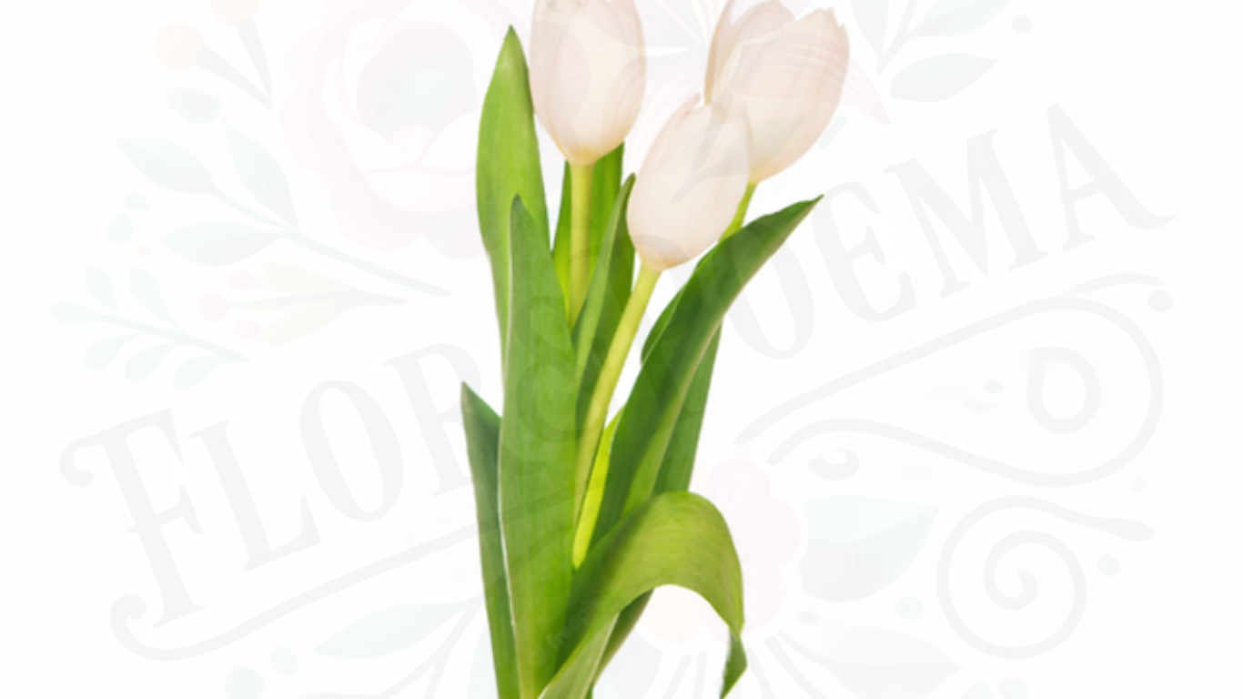 Tulipanes (Naranjos, Blancos, Rosas, Amarillos) Desde 10 unidades en adelante💐