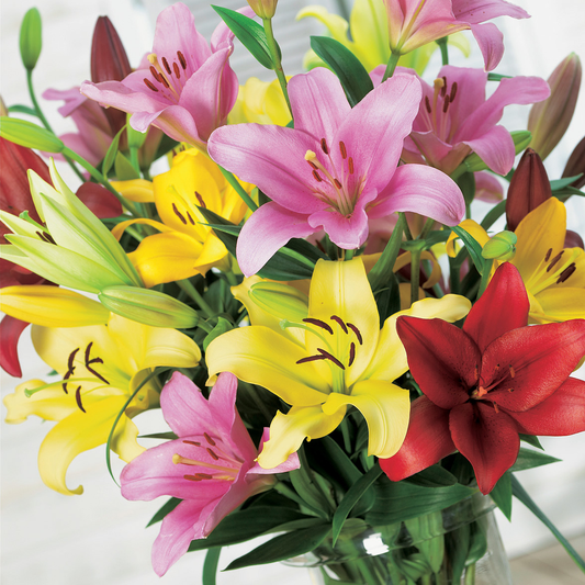 Lilium (Desde 10 unidades en adelante)